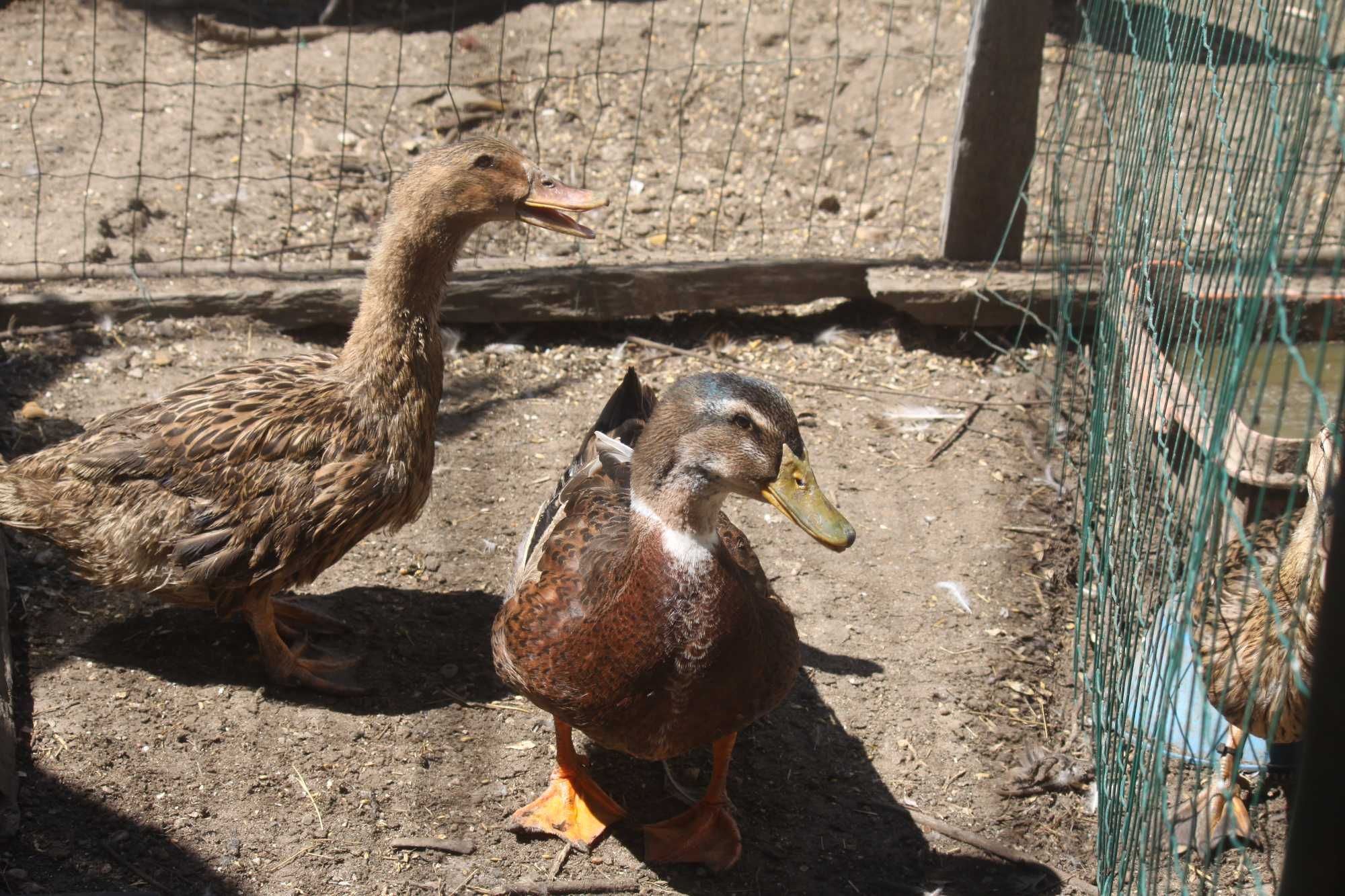 trio ou casal de patos rouen