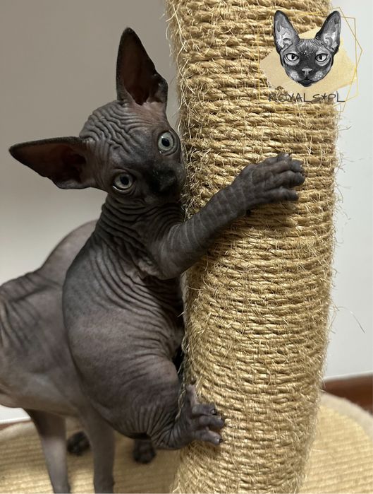 ELSA kotka sfinks kanadyjski czarny