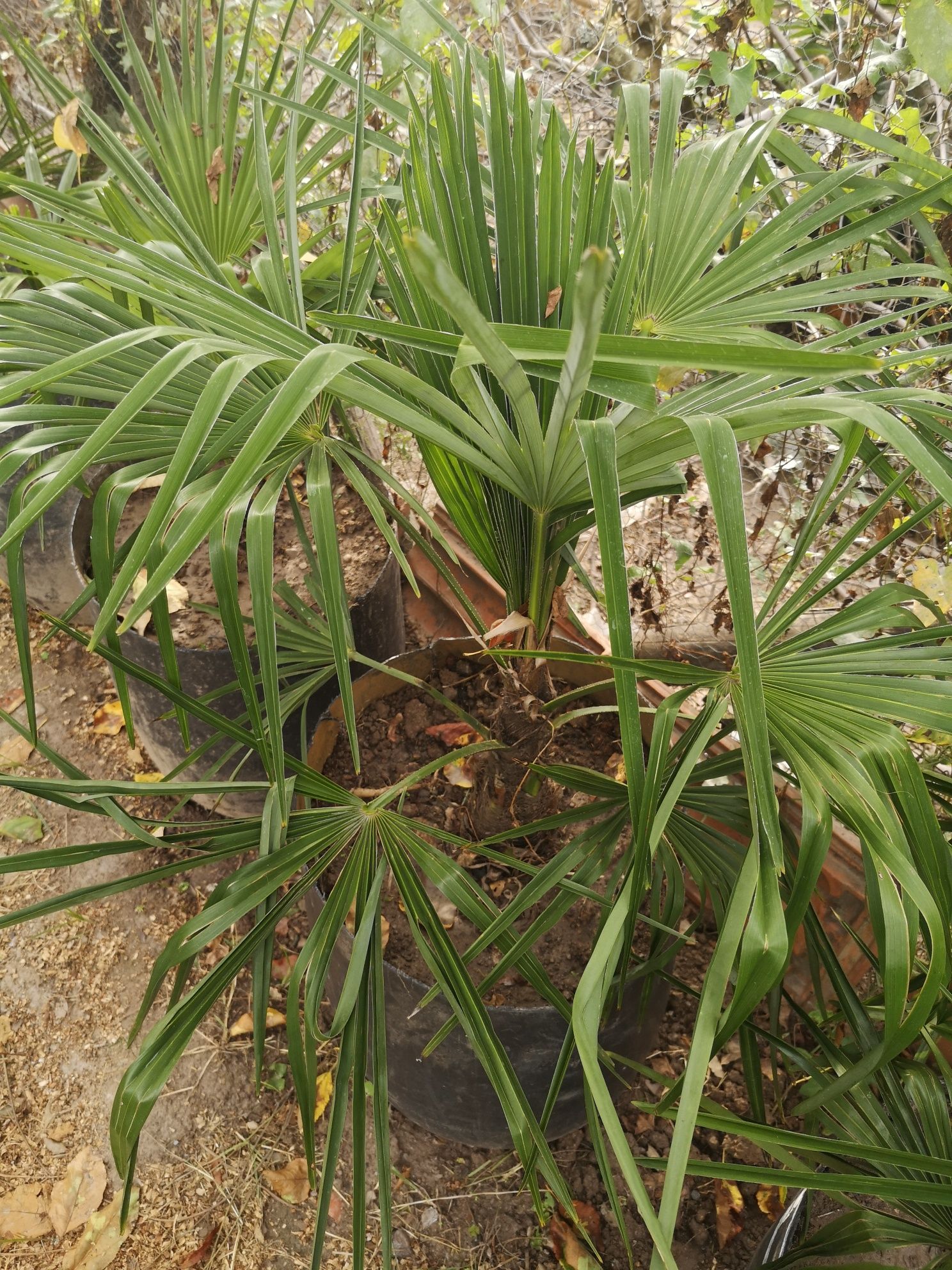 Palmeira de Leque Envasadas