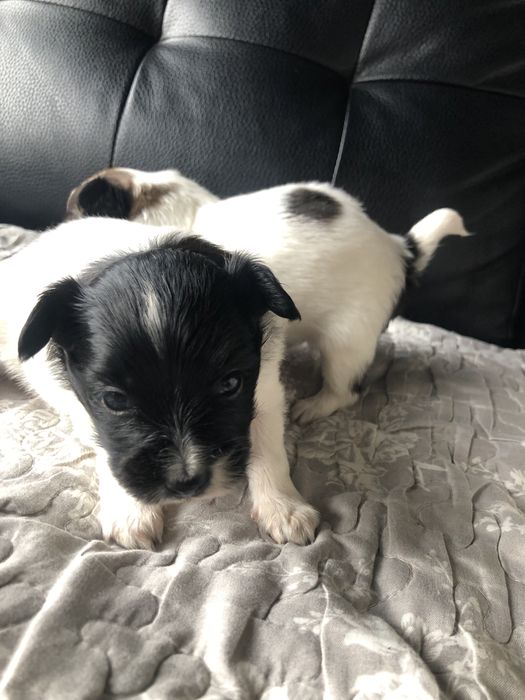 Spaniel kontynentalny papillon suczka