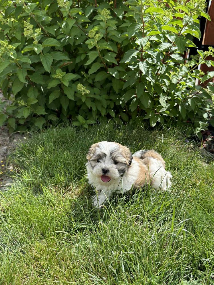 Shih tzu, Maltańczyk, Malshi