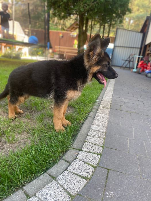 Owczarek niemiecki