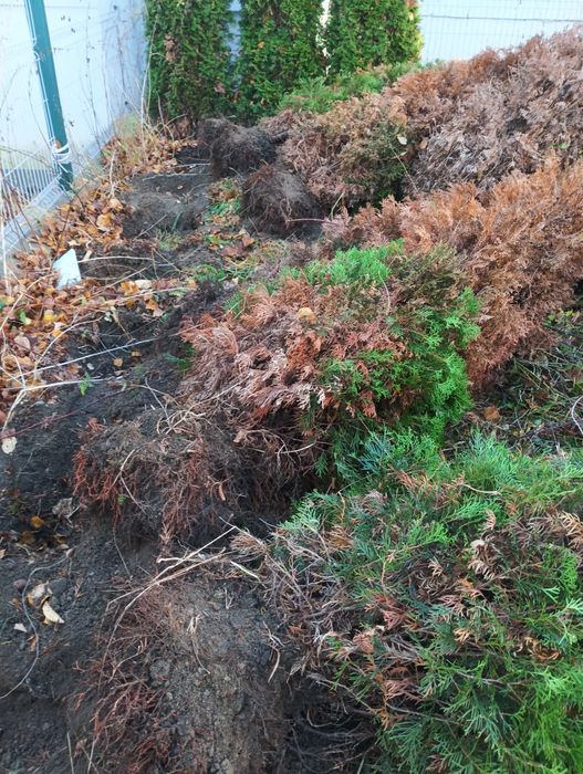 Ogrodnicze wycinka drzew samosiejow, zrębkowanie rębakiem.