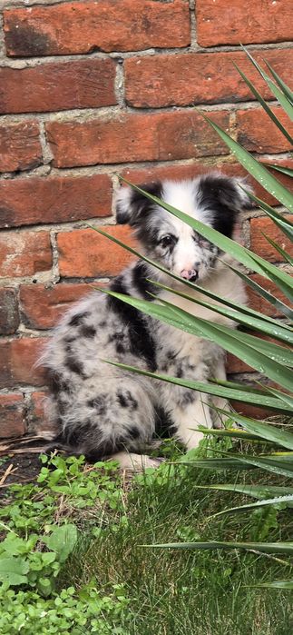Border Collie dziewczynka
