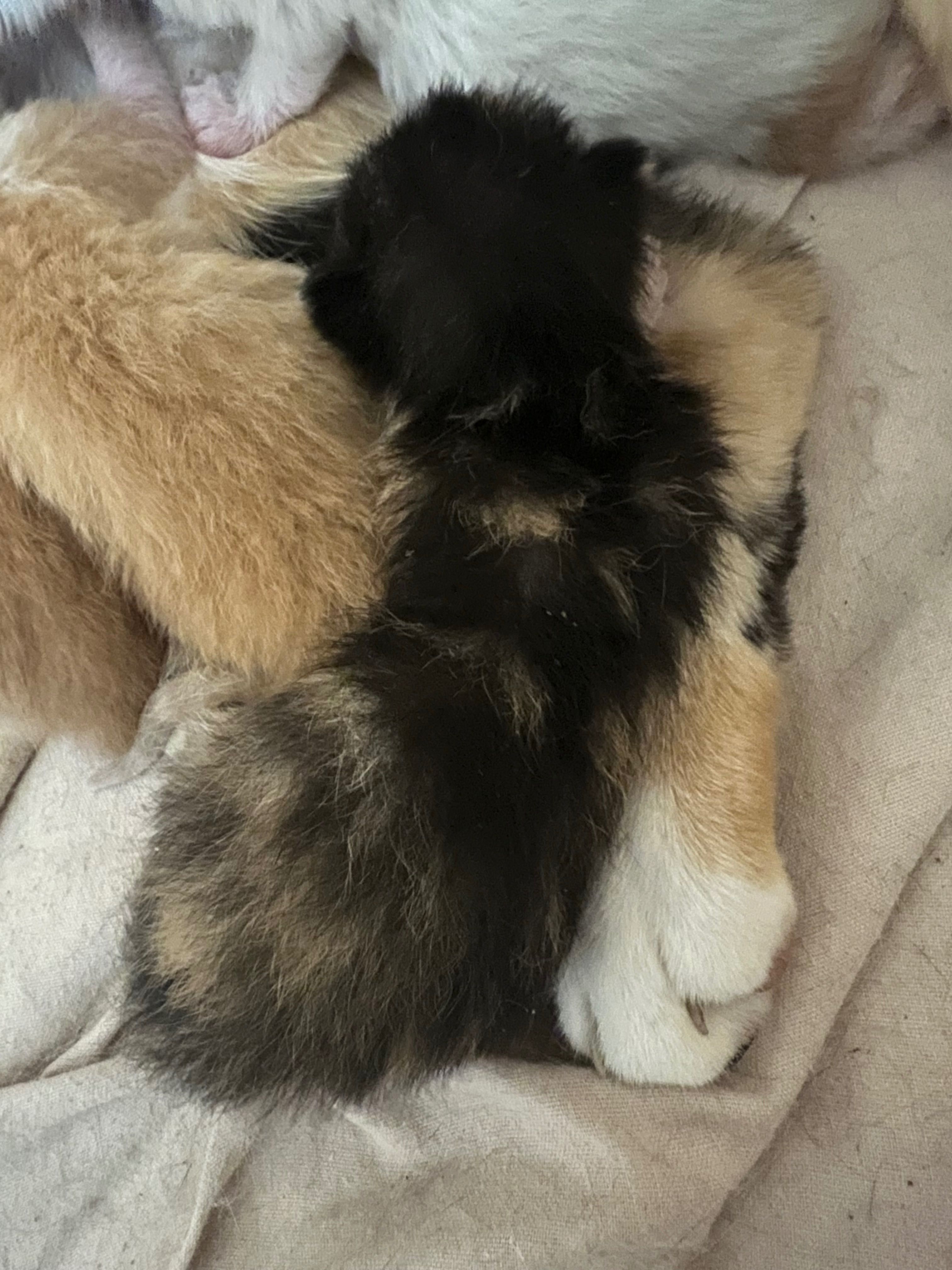 gatinhos pretos, ruivos e brancos