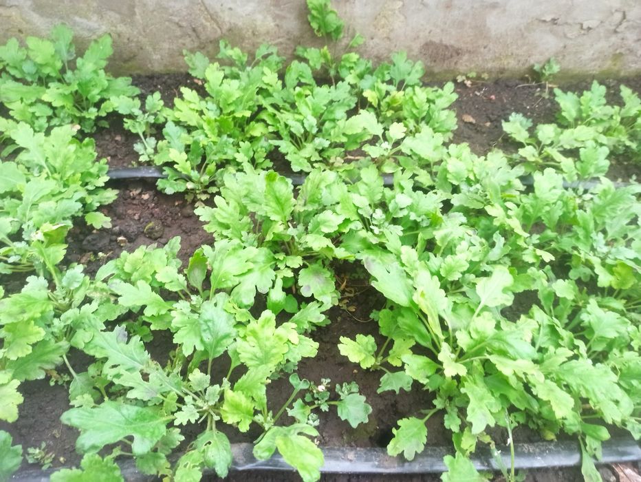 Хризантема бигуди, черенки