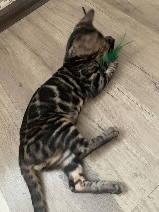 Шикарный бенгальский котик