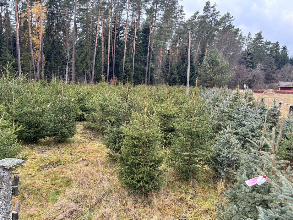 Świerk pospolity, zwykły, Choinki, Drzewka Bożonarodzeniowe