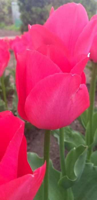 Продам домашні цибулини тюльпанів (луковицы тюльпанов)