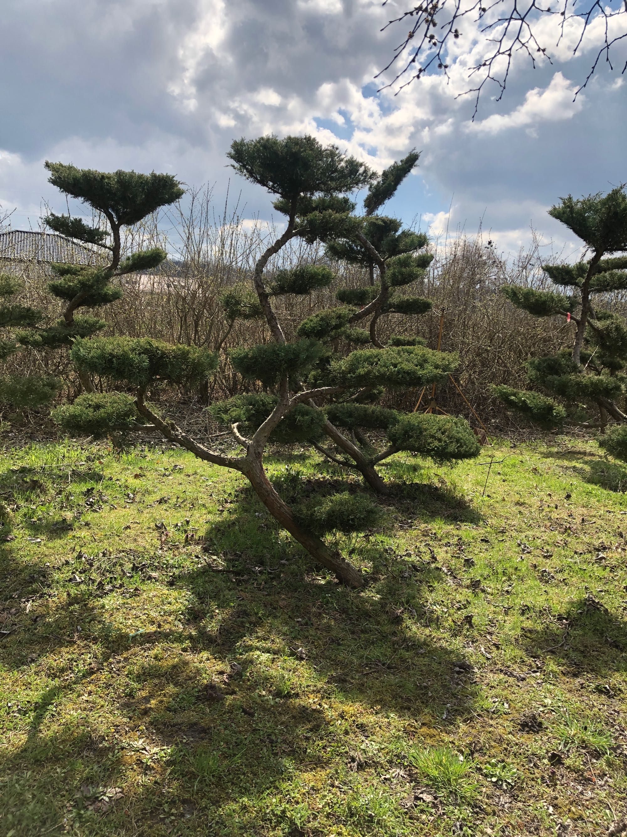 Bonsai ,jałowiec , sosna formowane