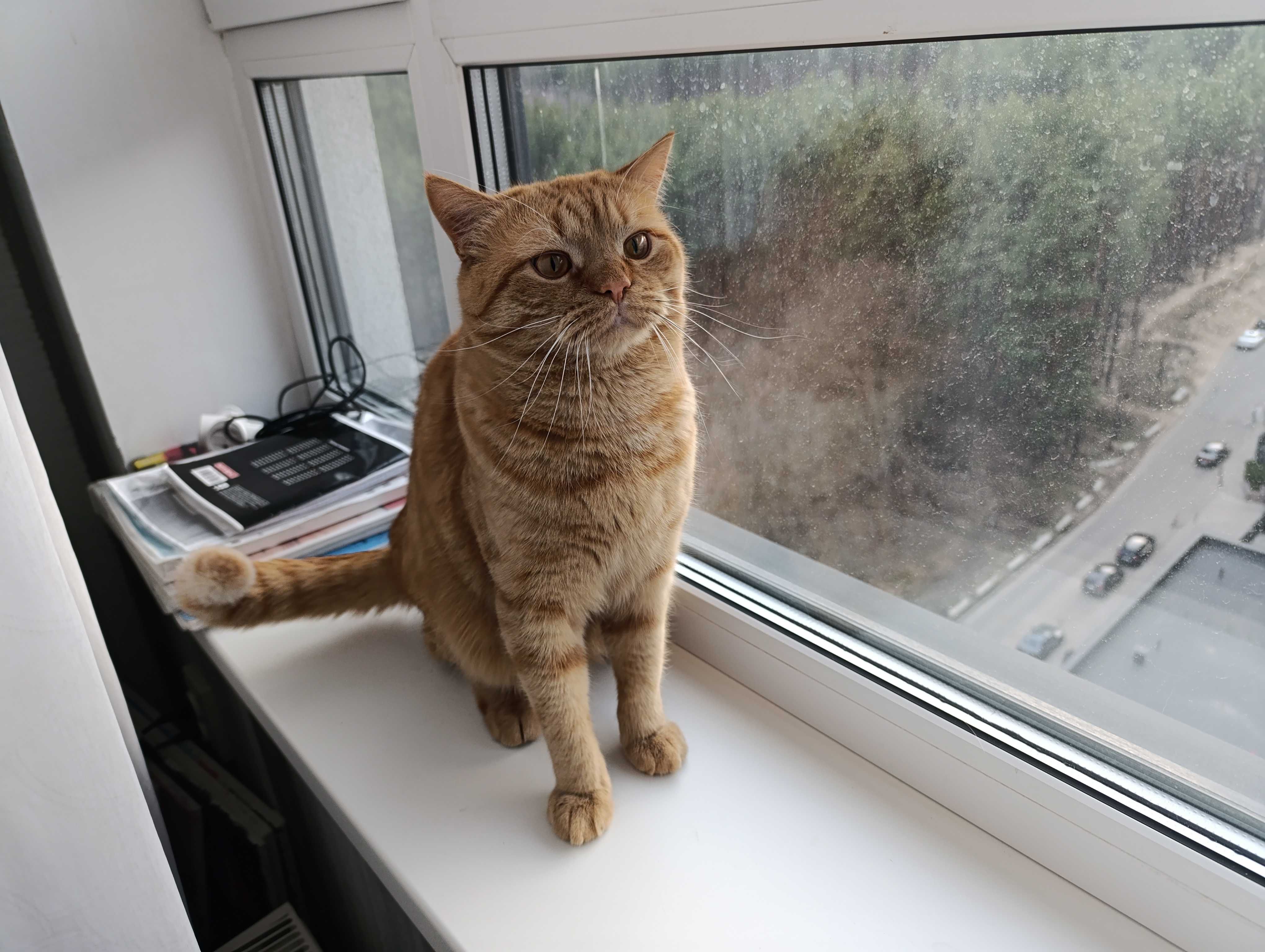 Котик шукає собі даму