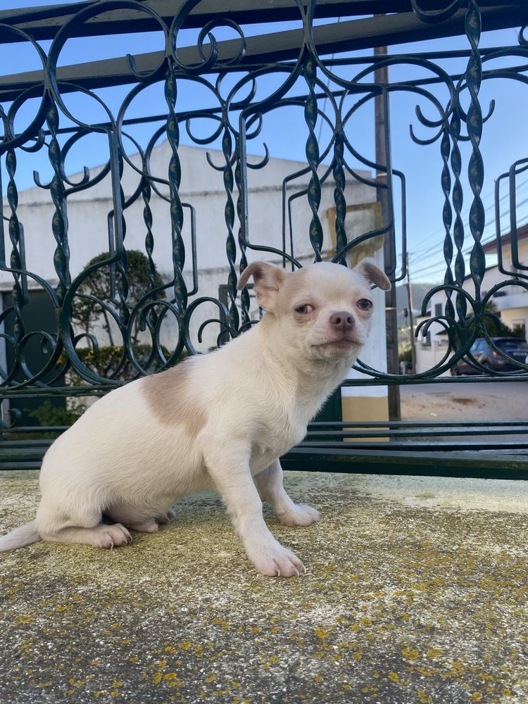 Chihuahua  macho mini excelente lhos verdes