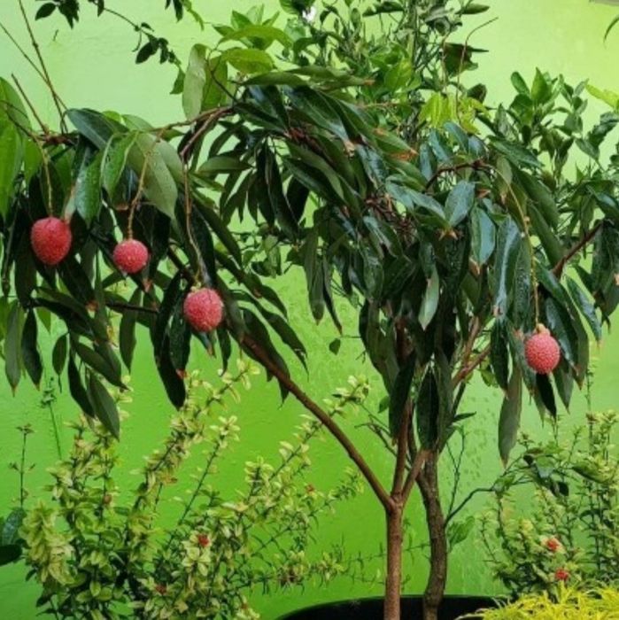 Личи саженцы плодоносящие