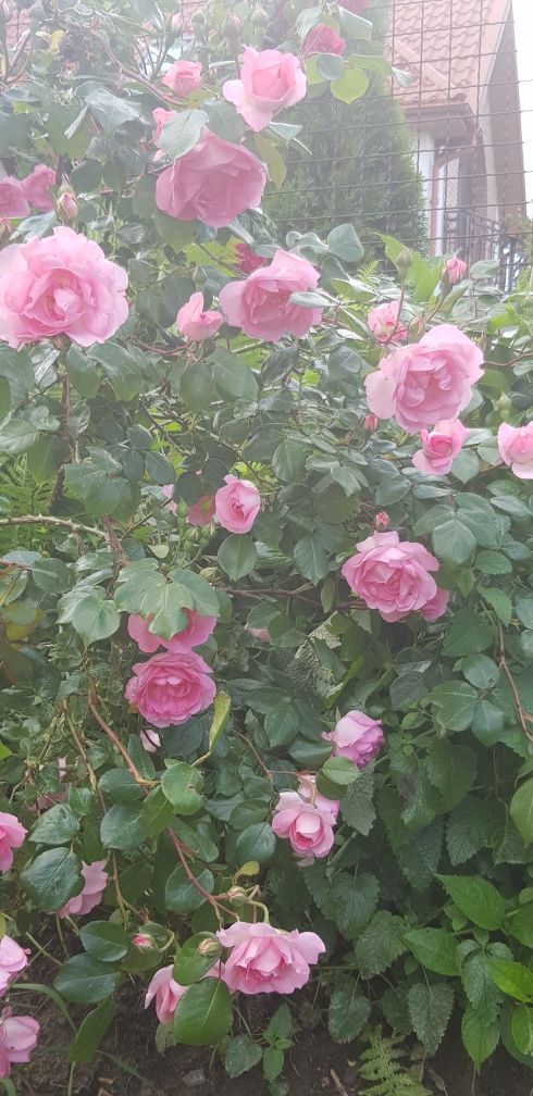 Вьющаяся роза (саженцы), плетиста троянда