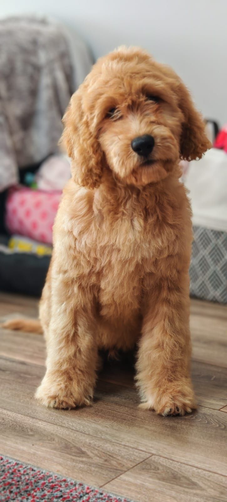 Irishdoodle goldendoodle badania genetyczne