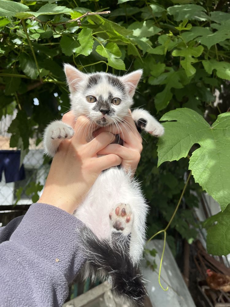 Котики в добрі руки