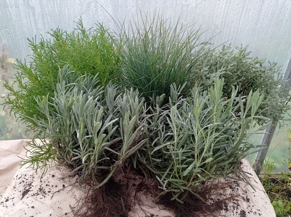 Набір, спеціальна пропозиція