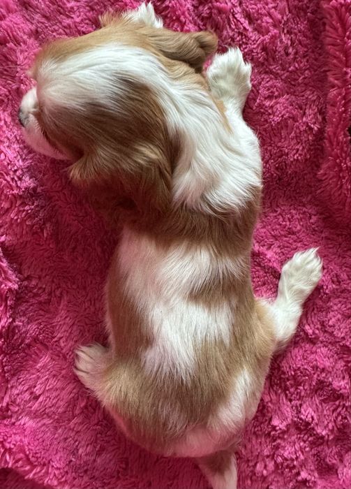 Sunia blenheim - Cavalier  King Charles Spaniel