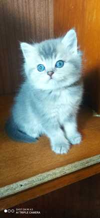Шотландський блакитний  котик .