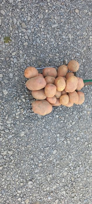 Sprzedam ziemniaki jadalne