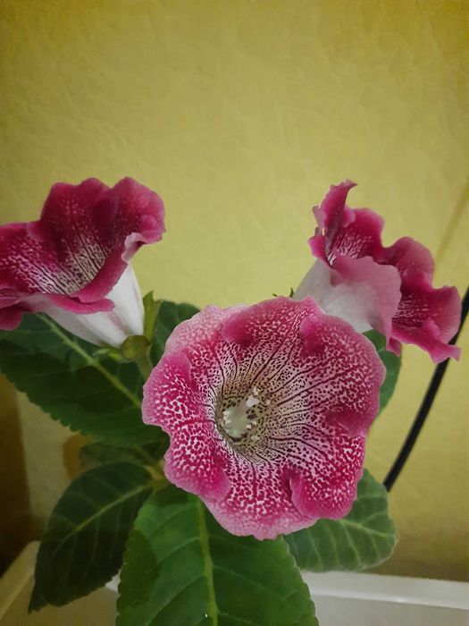 Глоксинии листья