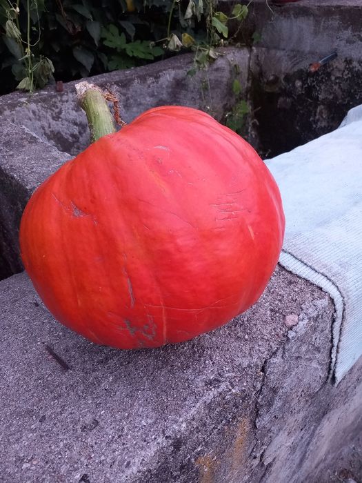 Chuchus legumes biológicos