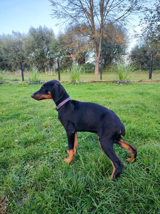 Doberman szczeniaki