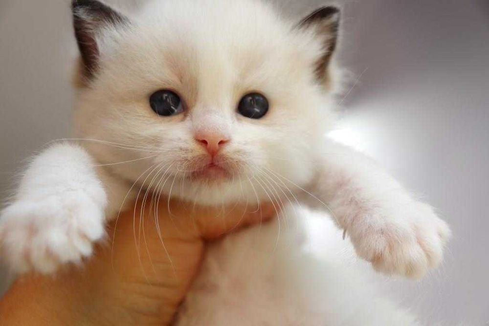 Хлопчик лагідний, красивий з яскравими очима-Ragdoll порода