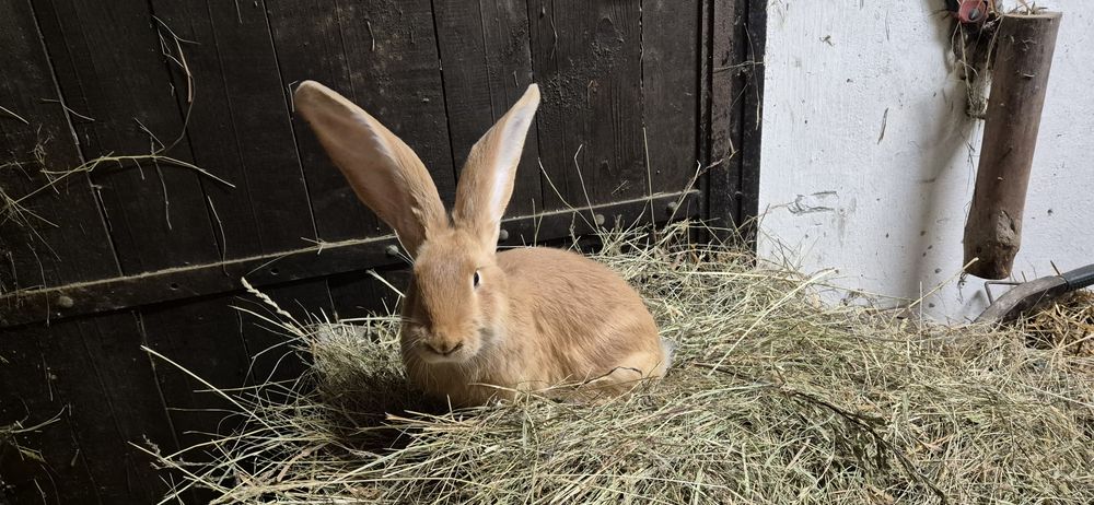 Olbrzym belgijski żółty