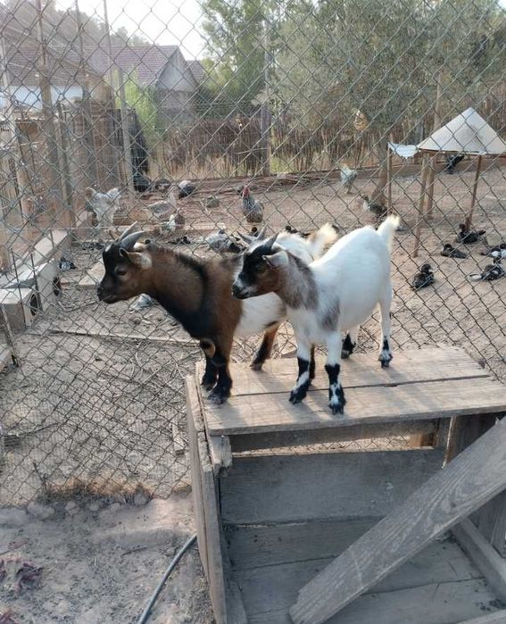 Exclusivas e  Dóceis Cabritas Micro Anãs Camaronesas / Mini Pigs