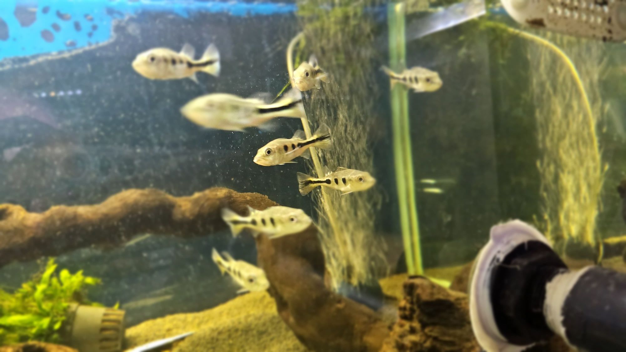 Ciclha monoculos 7/8cm