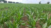 Usługi rolnicze siew punktowy buraków cukrowych,kukurydzy