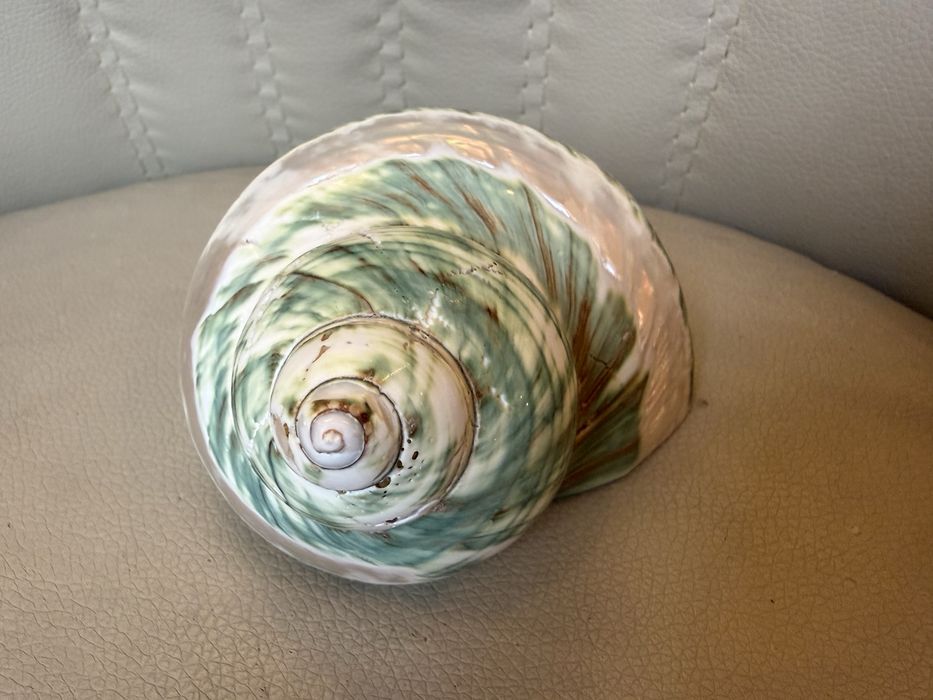 Ракушка мушля 14 см