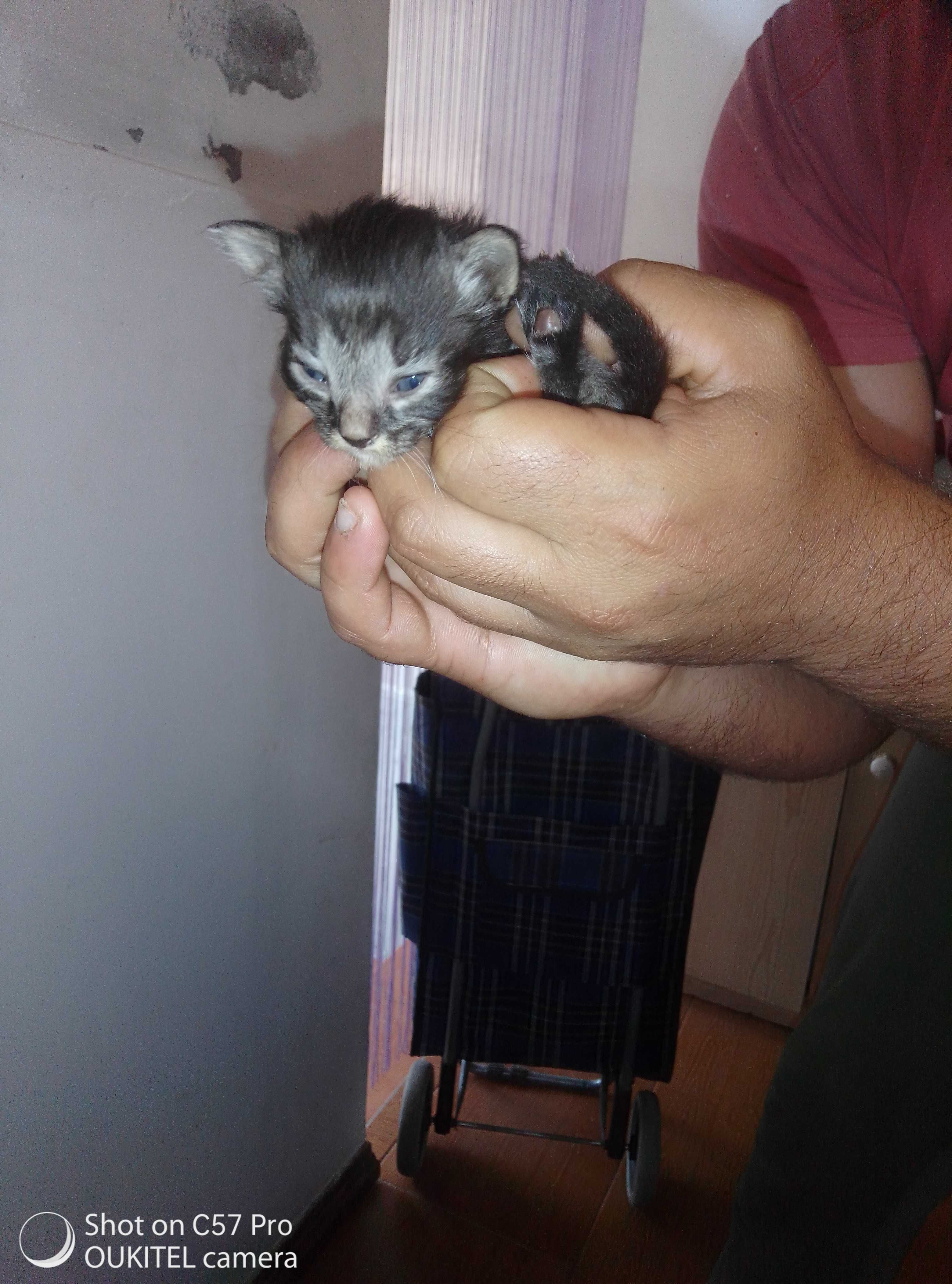 Gatinhos que precisam de um lar