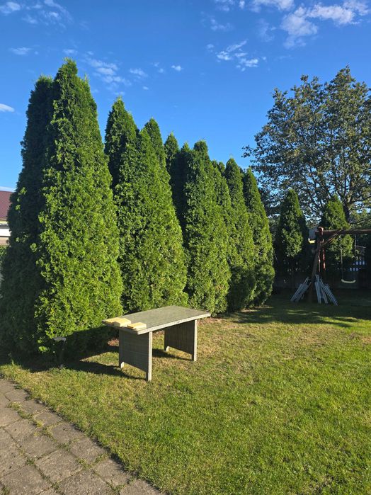 Tuja Tuje Szmaragd 6m – piękne, 30-letnie okazy