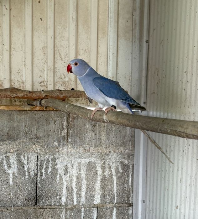 Ring neck violeta cc