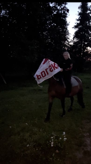 Dorita - piekna klacz w typie slazkim na sprzedaż