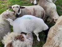 Owce z jagnietami mięsne