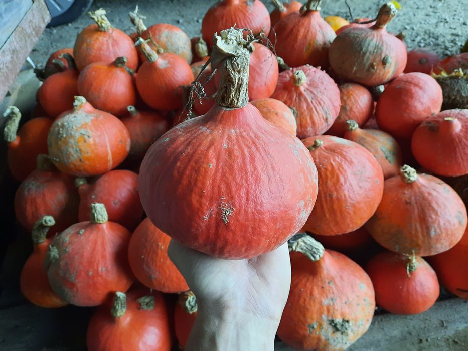 Dynie Hokkaido/ sprzedam