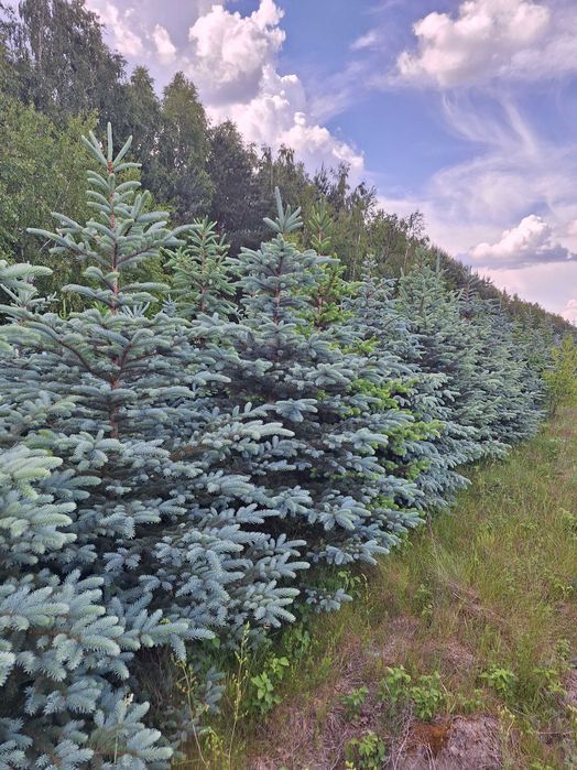 Świerk srebrny, kłujący wys. 1m do 3m