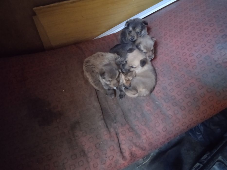 Отдам щенков швейцарской овчарки