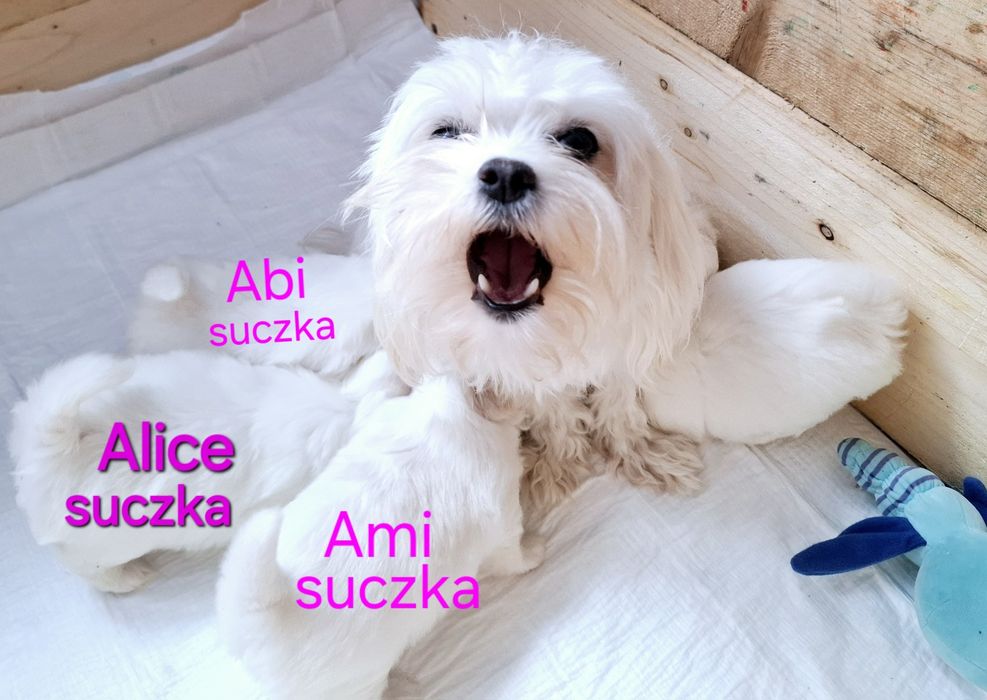 Malutkie mini maltanczyki  odbiór 28 listopad 2025r drugi miot