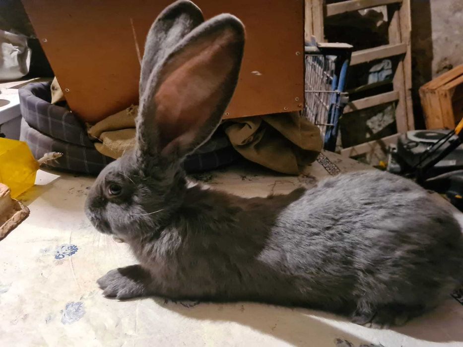 Belgijski Olbrzym Niebieski