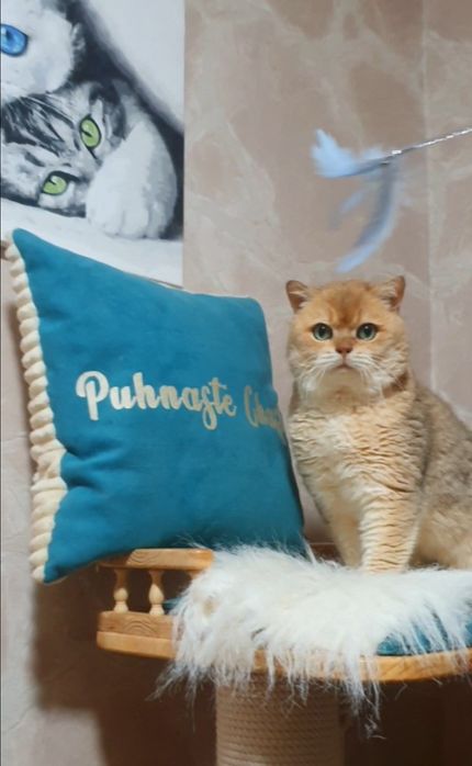 Золотий британець шиншила