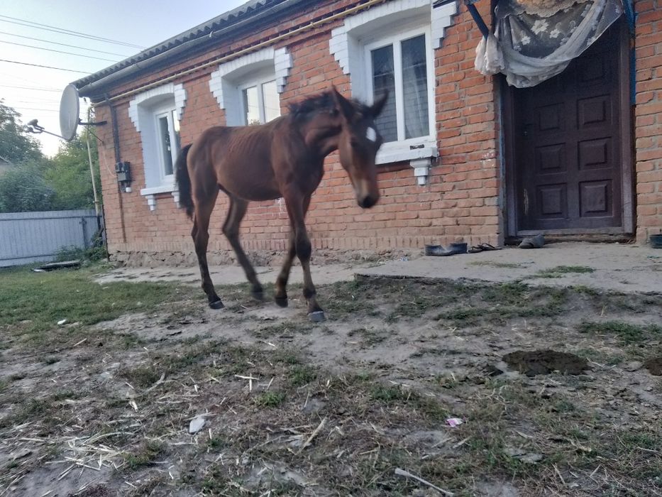 Продам молодого жеребчика