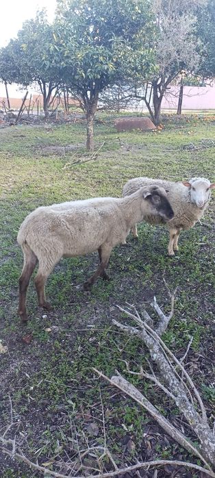 Vendo algumas ovelhas deste rebanho