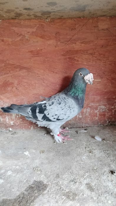 Gołębie staropolskie