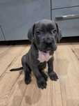 Cane Corso Italiano Gotowe do odbioru. Hodowla CORSO GRANDE E FORTE