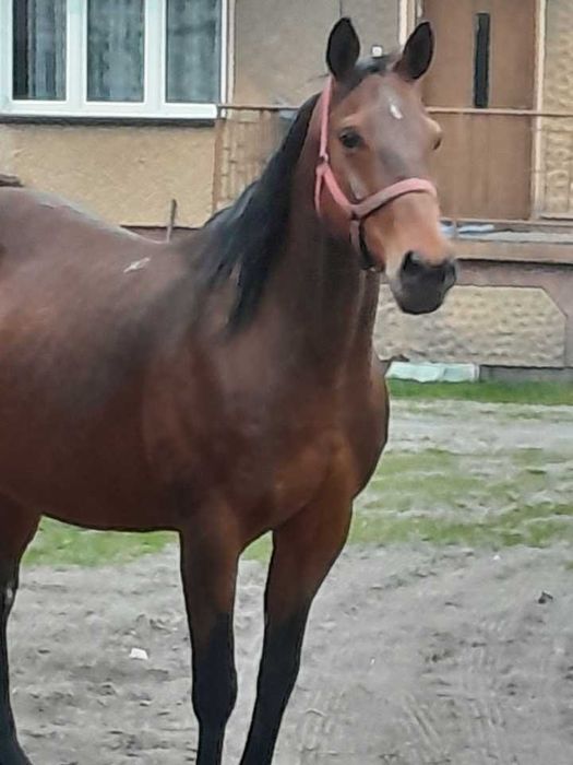 Sprzedam klacz małopolską