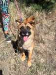 Super piesek Figiel do adopcji
